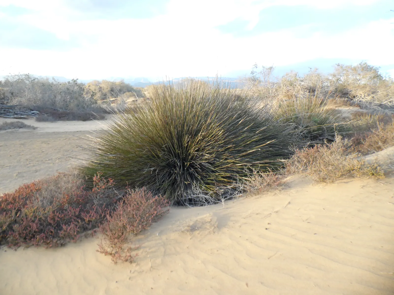 Spiny Rush (Juncus Acutus) — Botanical Name: Juncus acutus<br>Common Name: Spiny Rush<br><br>Description:<br>Juncus acutus; this hardy rush can, image 57