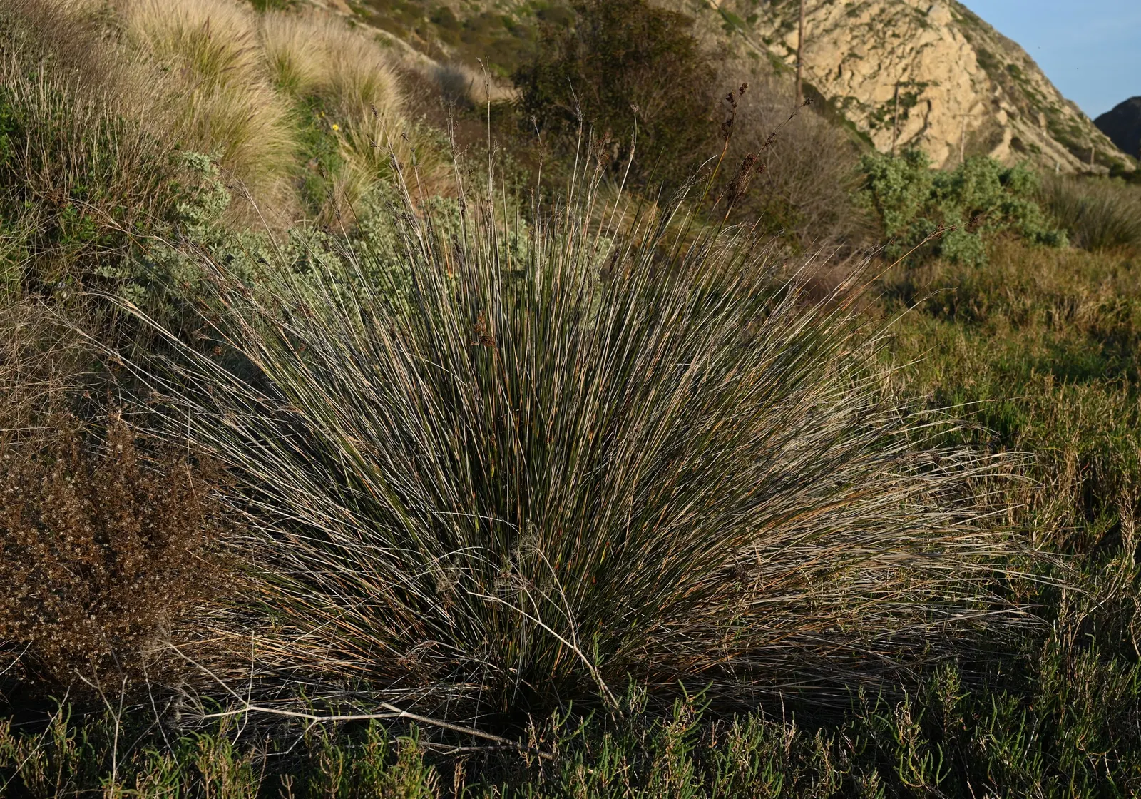 Spiny Rush (Juncus Acutus) — grass / perennial for full or half; spiny Rush is highly adaptive but should be managed to prevent it from becoming invasive in