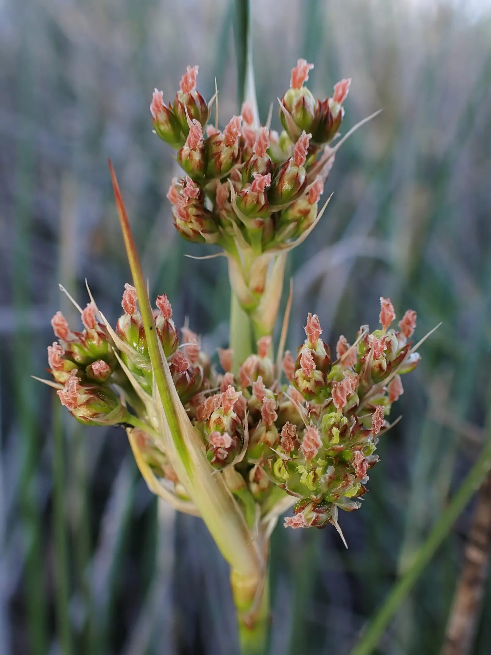 Spiny Rush (Juncus Acutus) — with an approximate spread of 1 to 2 feet; making it an excellent choice for water gardens