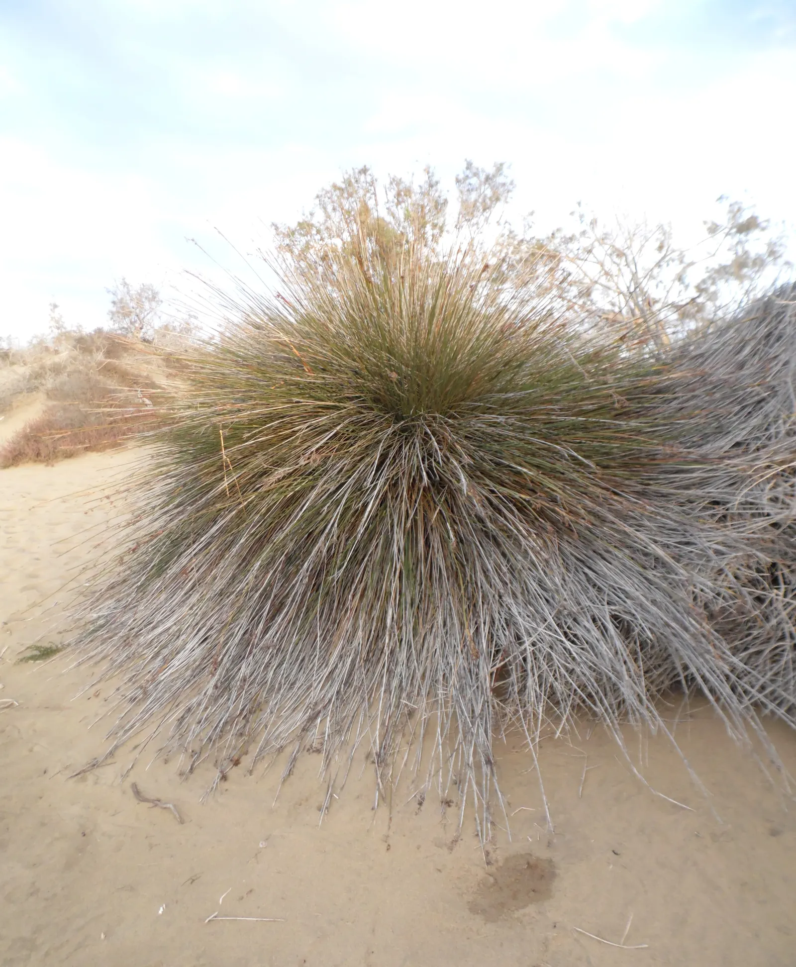 Spiny Rush (Juncus Acutus) — Spiny Rush (Juncus acutus) is a robust; this rush thrives in full sun to part shade and prefers moist to wet soils, image 49