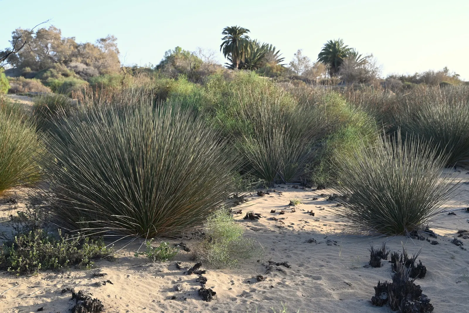Spiny Rush (Juncus Acutus) — Spiny Rush (Juncus acutus) is a robust; this rush thrives in full sun to part shade and prefers moist to wet soils