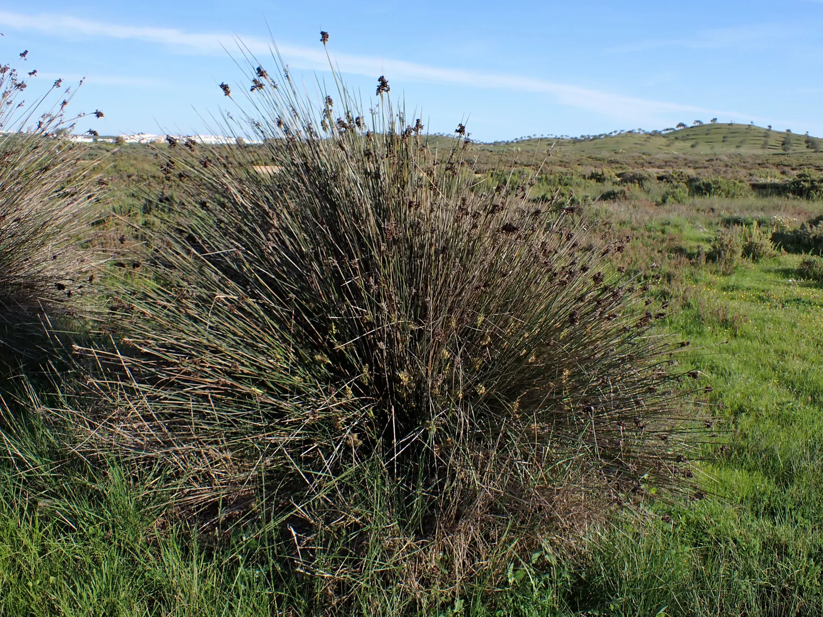 Spiny Rush (Juncus Acutus) — Care should be taken due to its sharp foliage; tolerating brackish conditions