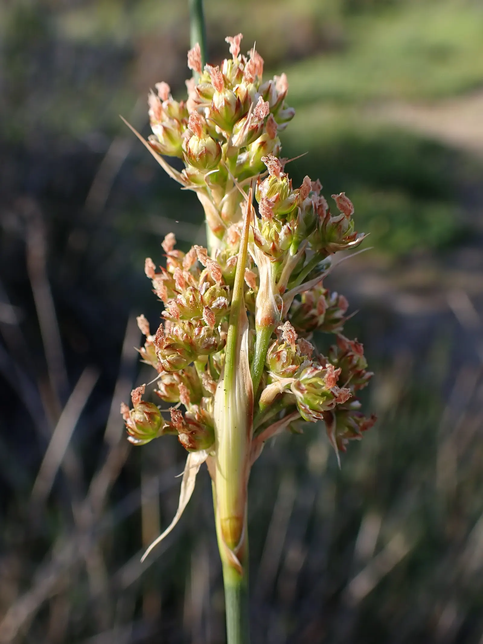 Spiny Rush (Juncus Acutus) — tolerating brackish conditions; care should be taken due to its sharp foliage