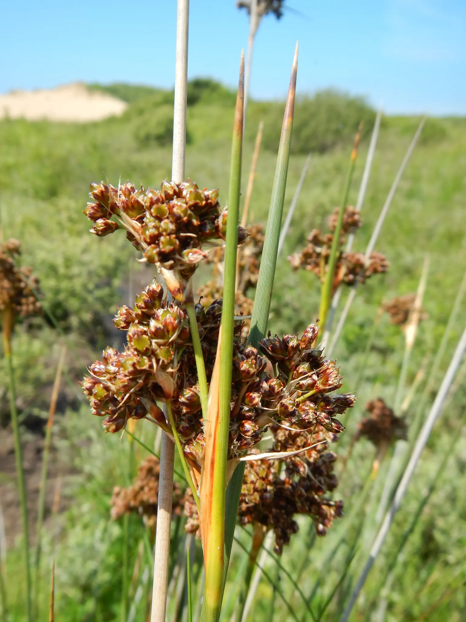 Spiny Rush (Juncus Acutus) — Planting it in areas away from high traffic or play spaces is advisable