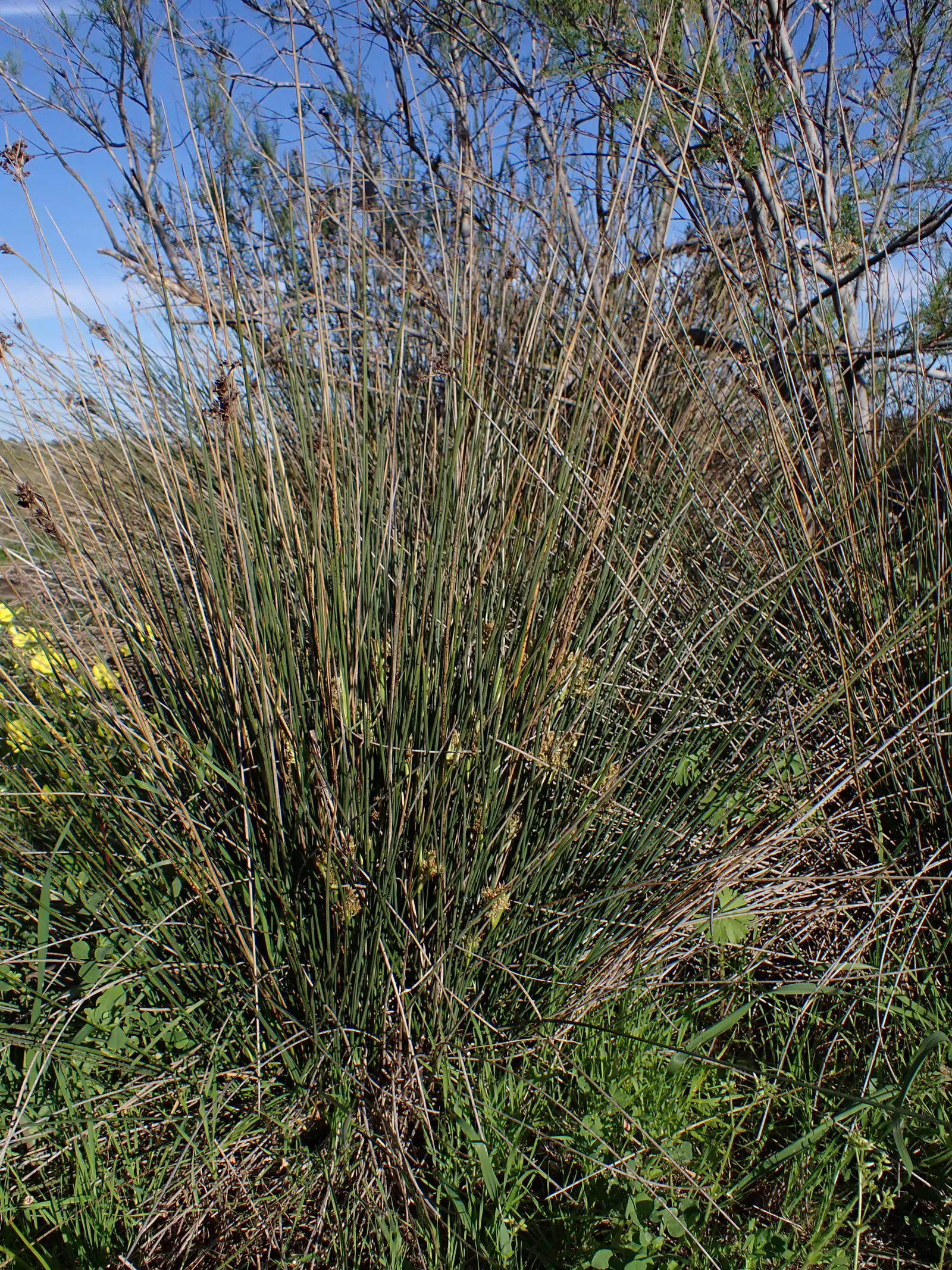 Spiny Rush (Juncus Acutus) — This hardy rush can reach a height of 1 to 3 feet; botanical Name: Juncus acutus<br>Common Name: Spiny