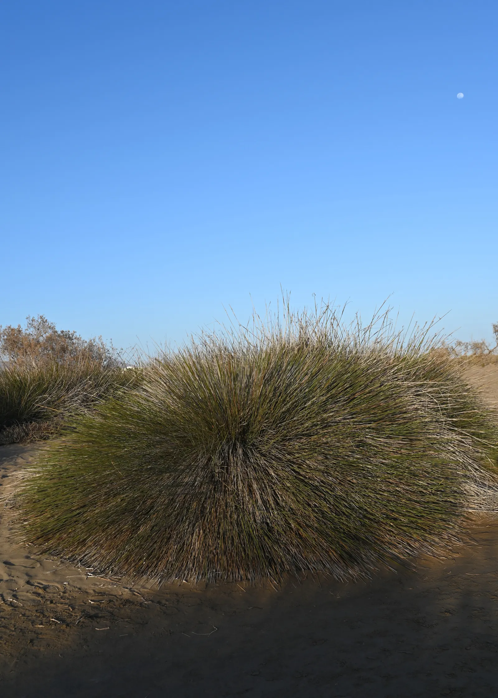 Spiny Rush (Juncus Acutus) — It tolerates a range of soil types