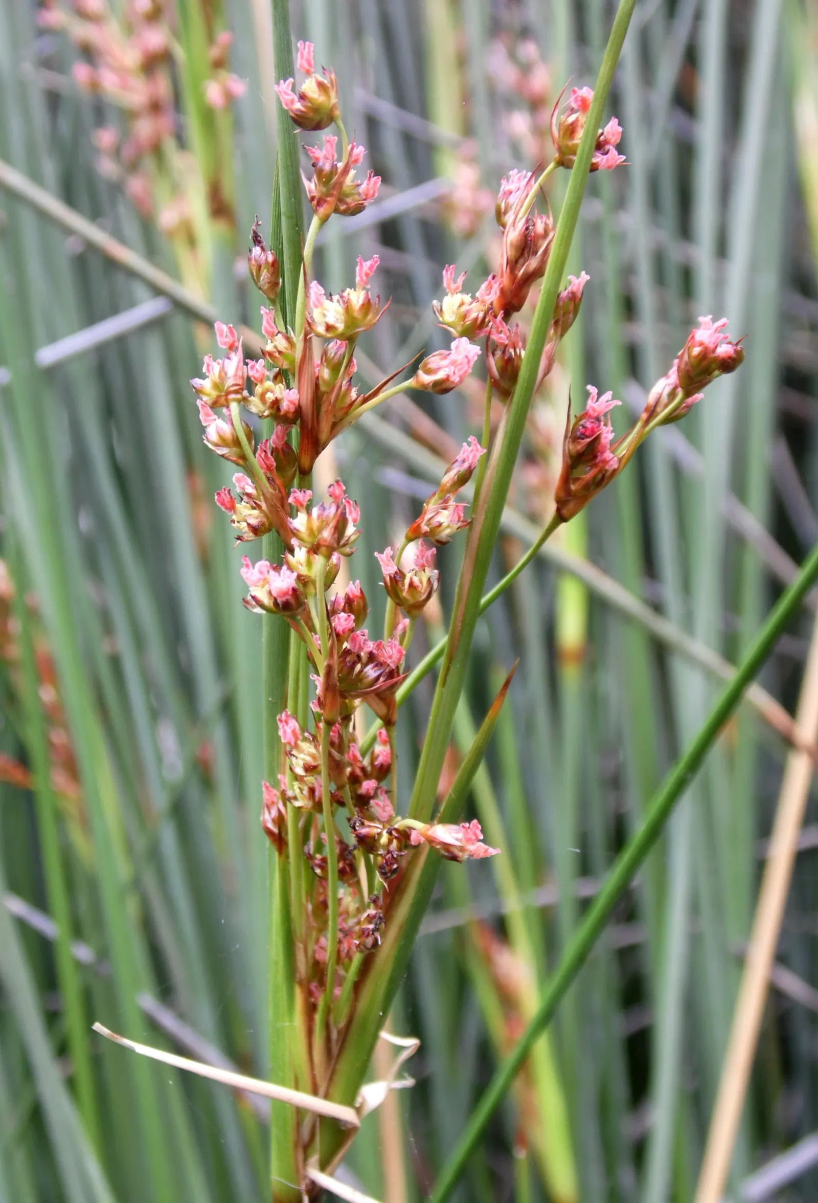 Spiny Rush (Juncus Acutus) — Care should be taken due to its sharp foliage; tolerating brackish conditions, image 56