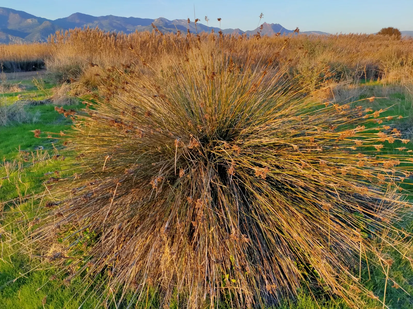Spiny Rush (Juncus Acutus) — It tolerates a range of soil types; commonly referred to as the Spiny Rush