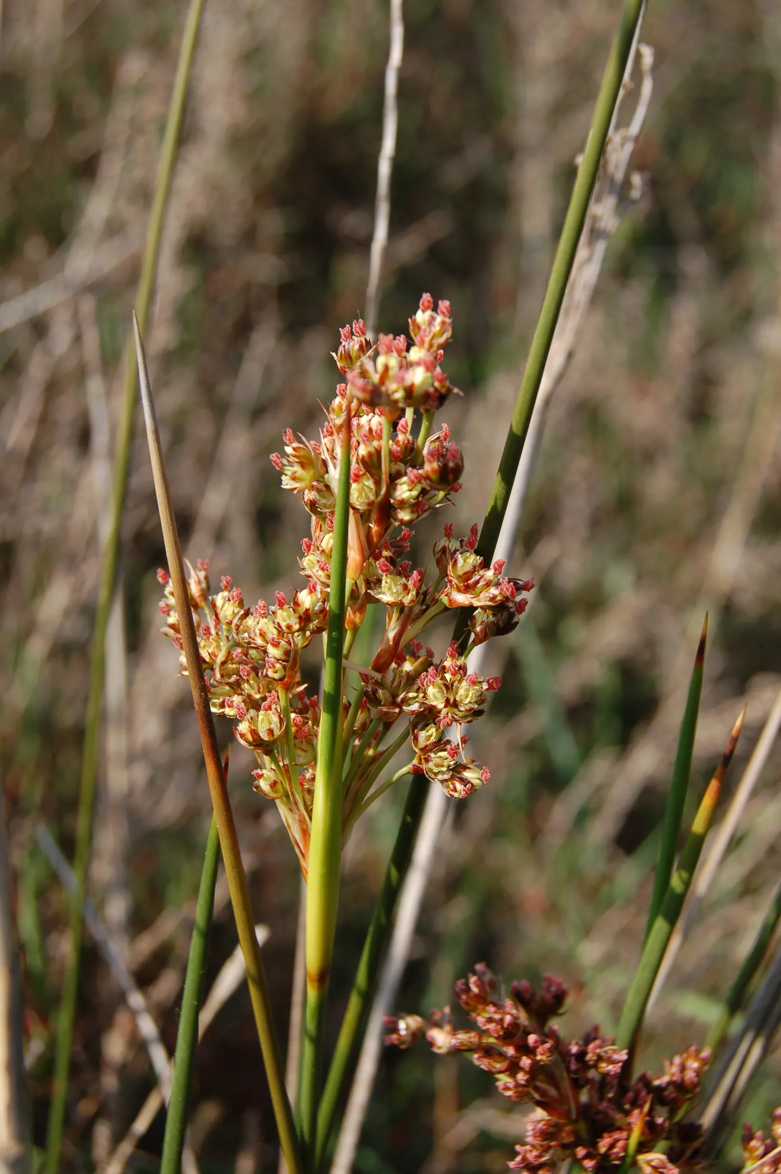 Spiny Rush (Juncus Acutus) — commonly referred to as the Spiny Rush; it tolerates a range of soil types