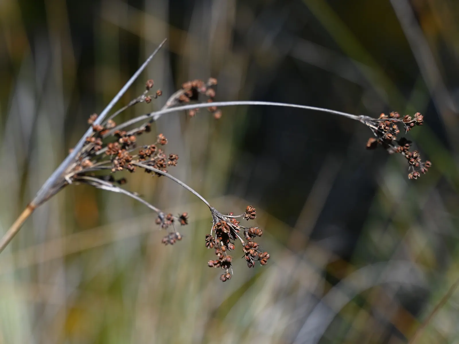 Spiny Rush (Juncus Acutus) — Spiny Rush is highly adaptive but should be managed to prevent it from becoming invasive in certain regions; grass / perennial for