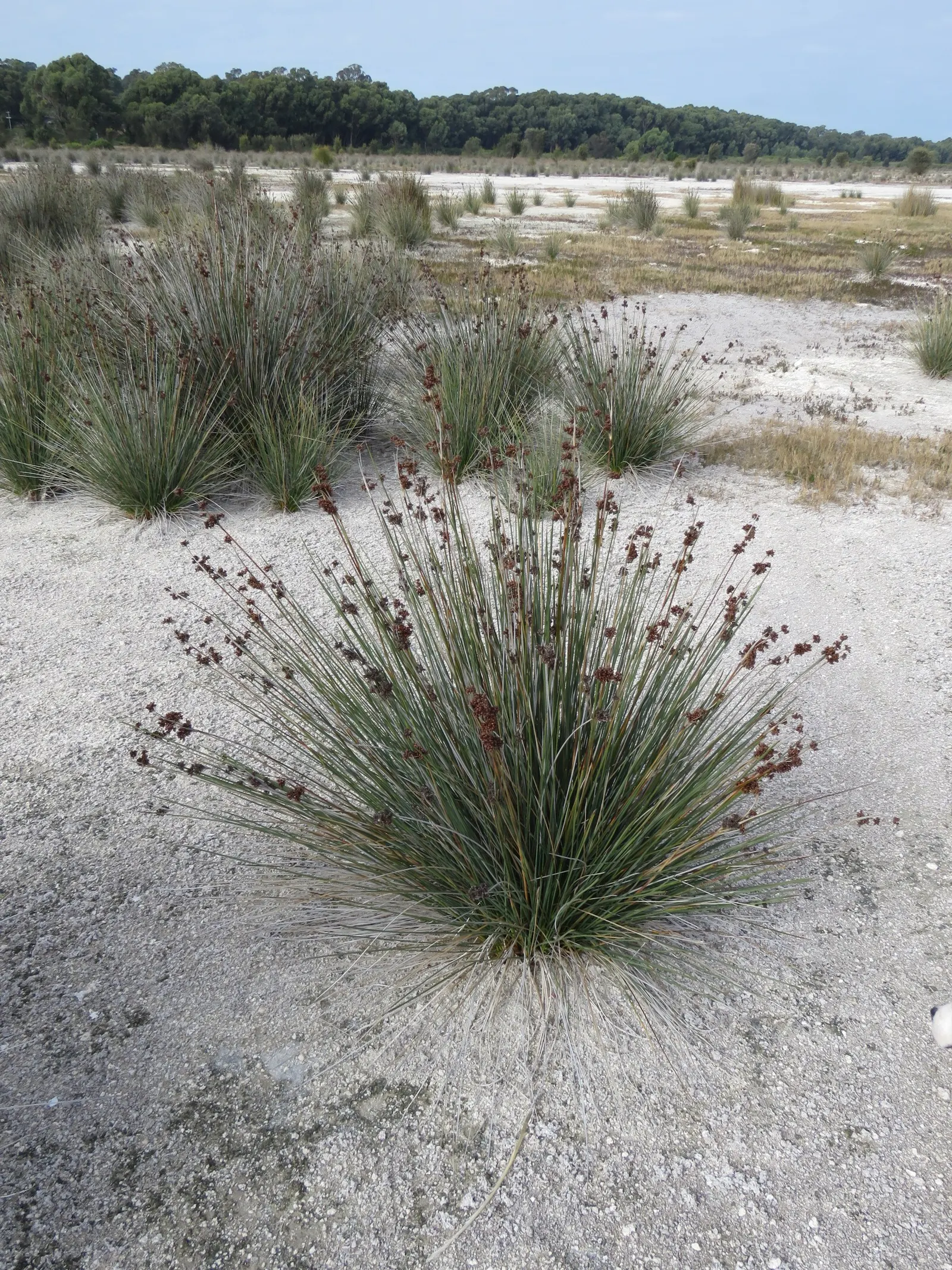 Spiny Rush (Juncus Acutus) — Planting it in areas away from high traffic or play spaces is advisable; naturalized wetland areas