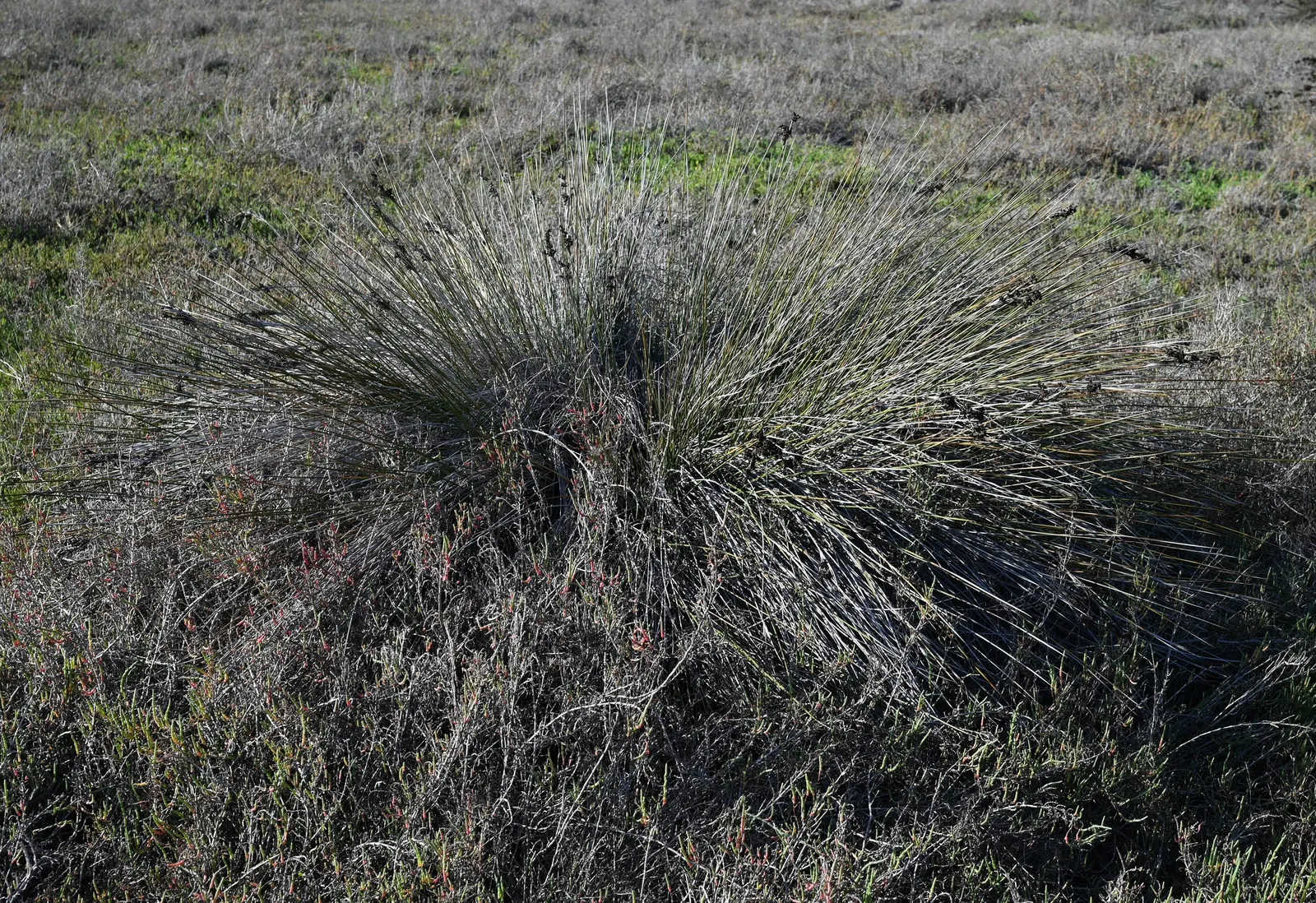 Spiny Rush (Juncus Acutus) — low-care option for the right landscape scenario.<br><br>Zones:<br>USDA Hardiness Zones 8 to 11; providing a striking vertical