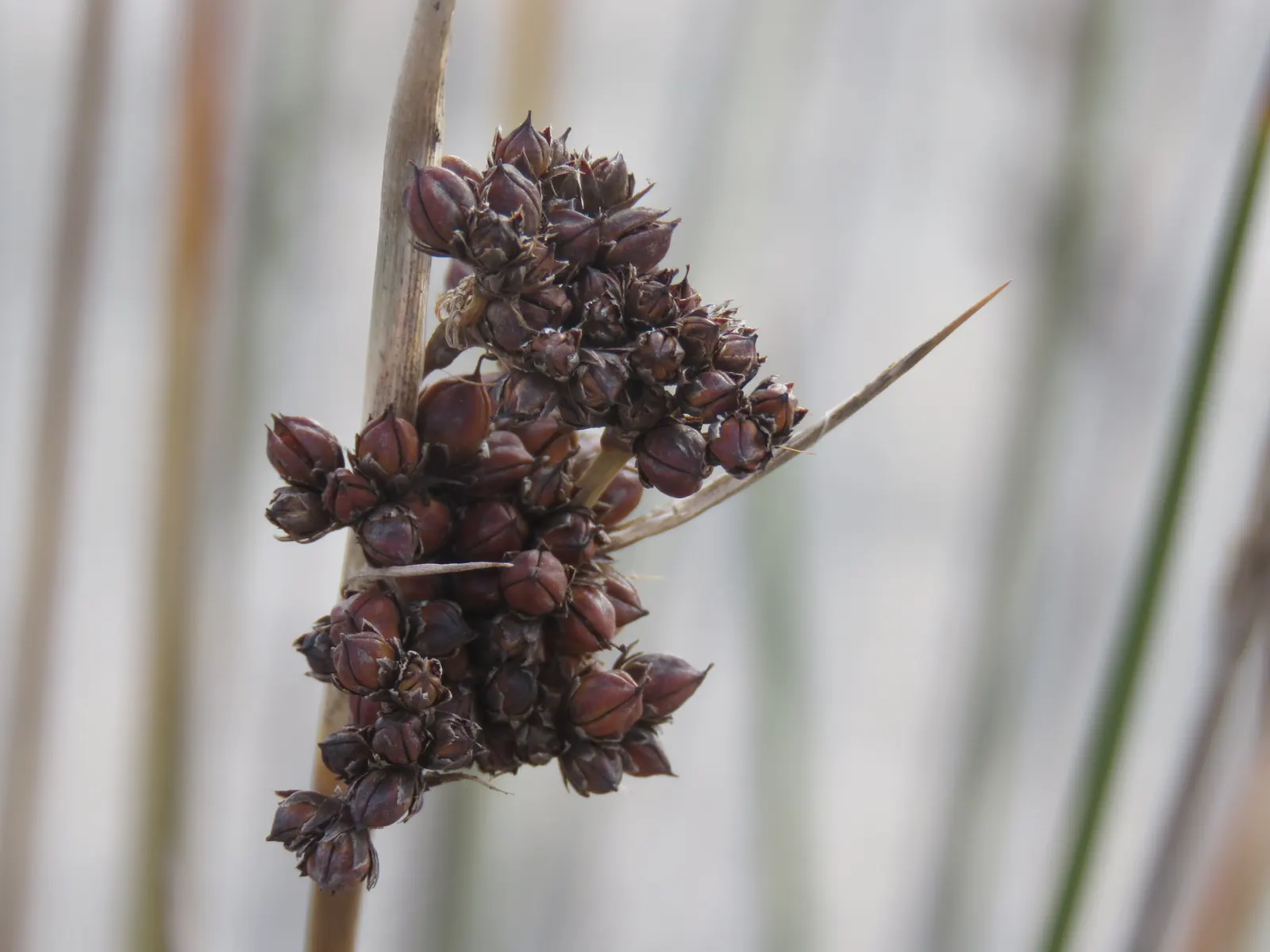 Spiny Rush (Juncus Acutus) — or alongside ponds and streams; clumping growth habit reaching 2-3 feet tall and wide