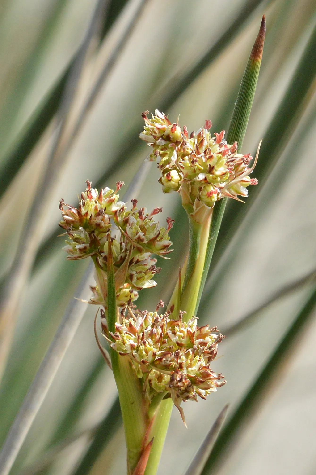 Spiny Rush (Juncus Acutus) — commonly referred to as the Spiny Rush; it tolerates a range of soil types, image 58