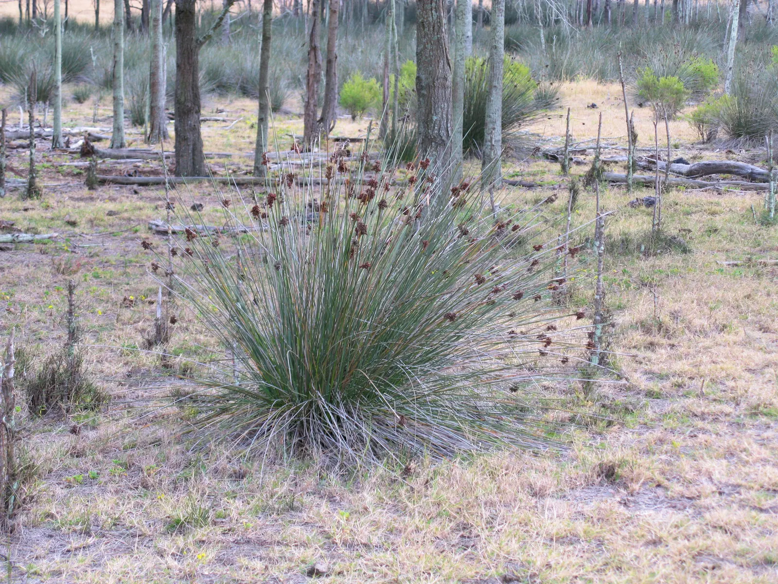 Spiny Rush (Juncus Acutus) — tolerating brackish conditions