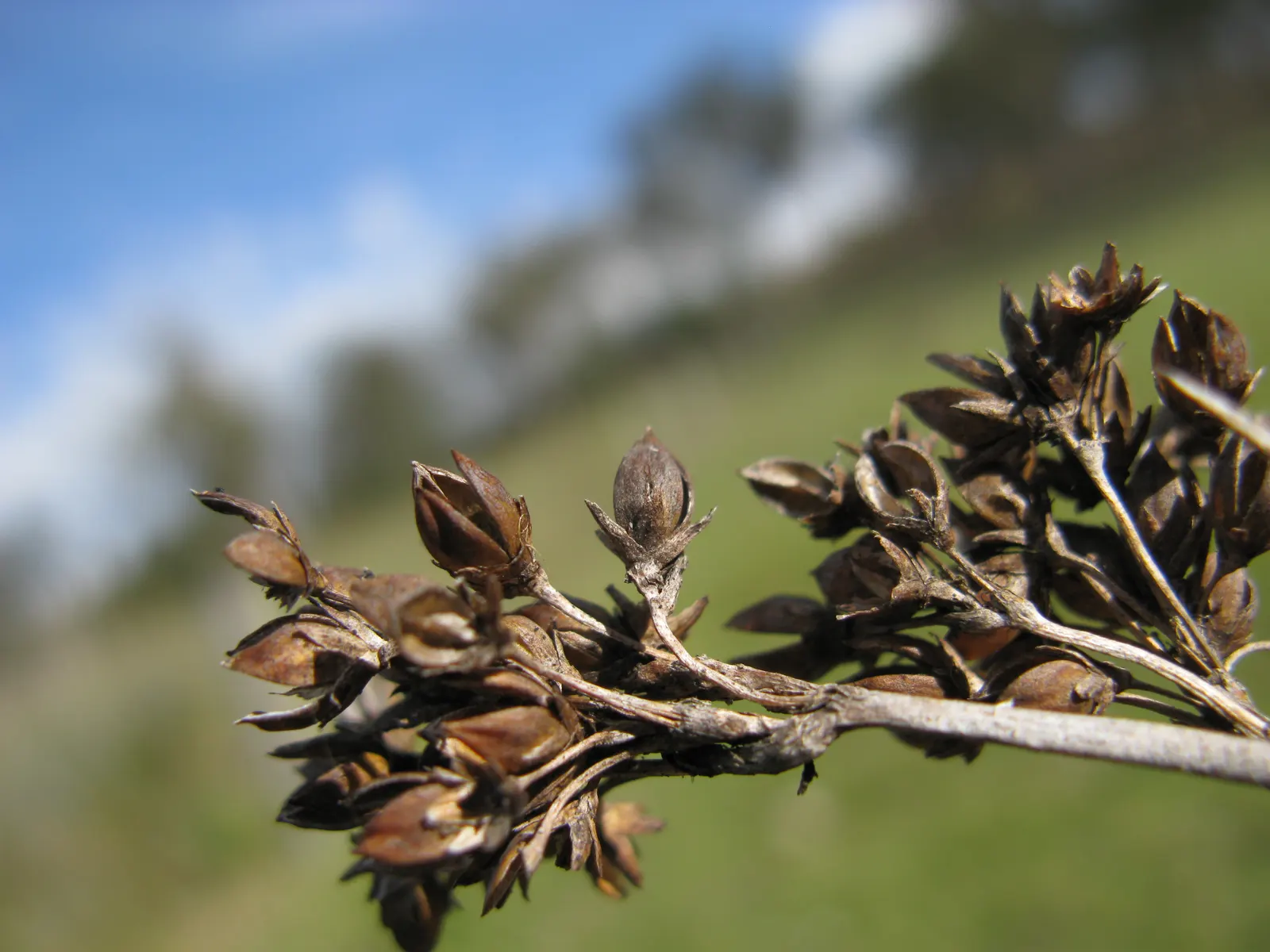 Spiny Rush (Juncus Acutus) — It's excellent for natural water features