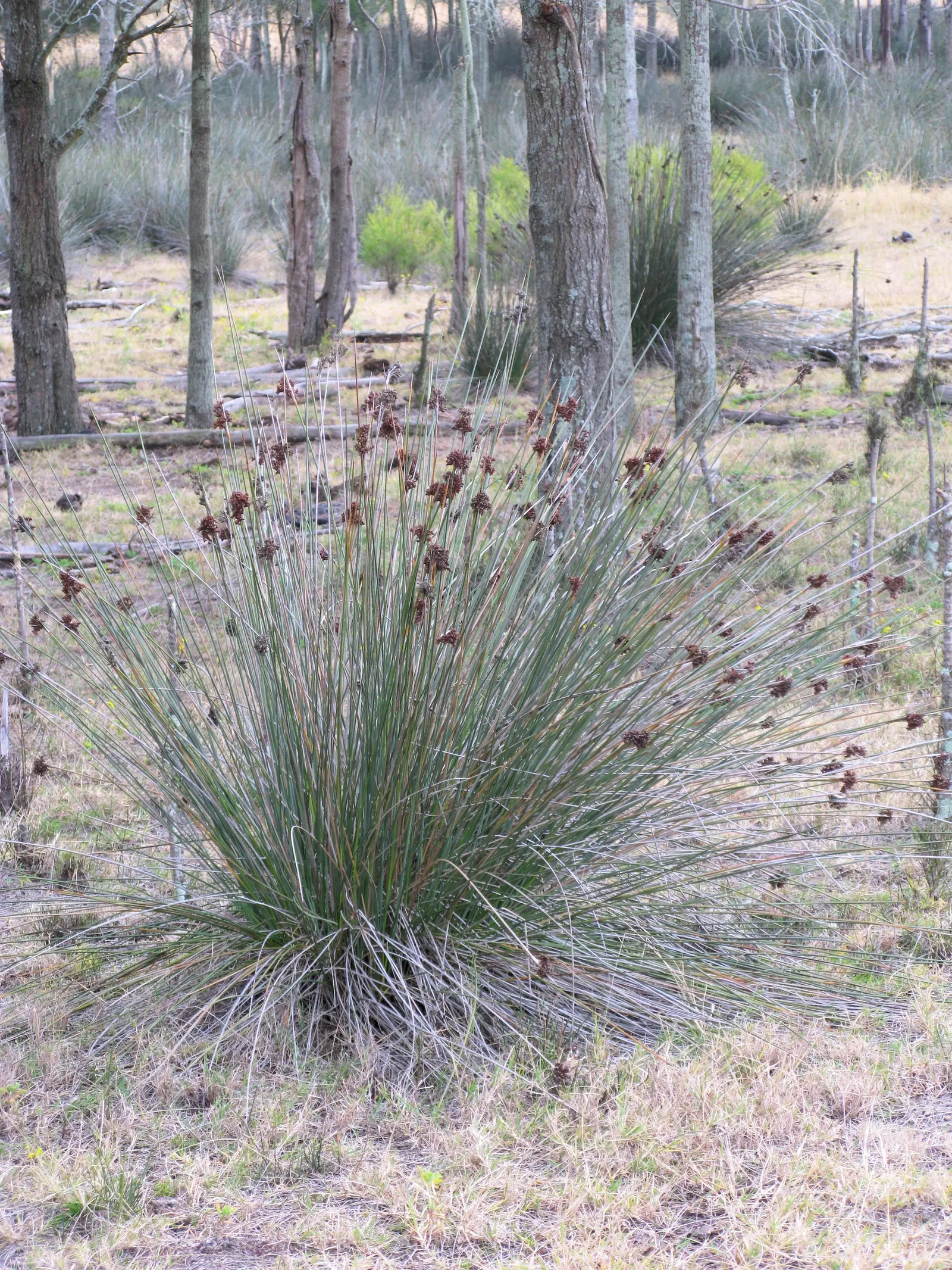 Spiny Rush (Juncus Acutus) — commonly referred to as the Spiny Rush