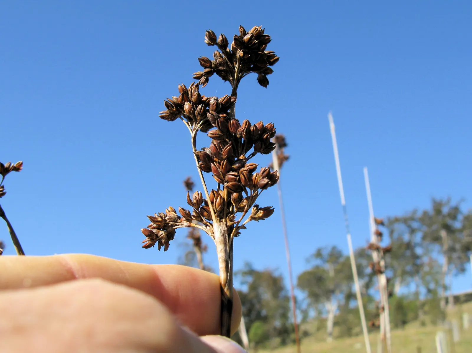 Spiny Rush (Juncus Acutus) — Care should be taken due to its sharp foliage