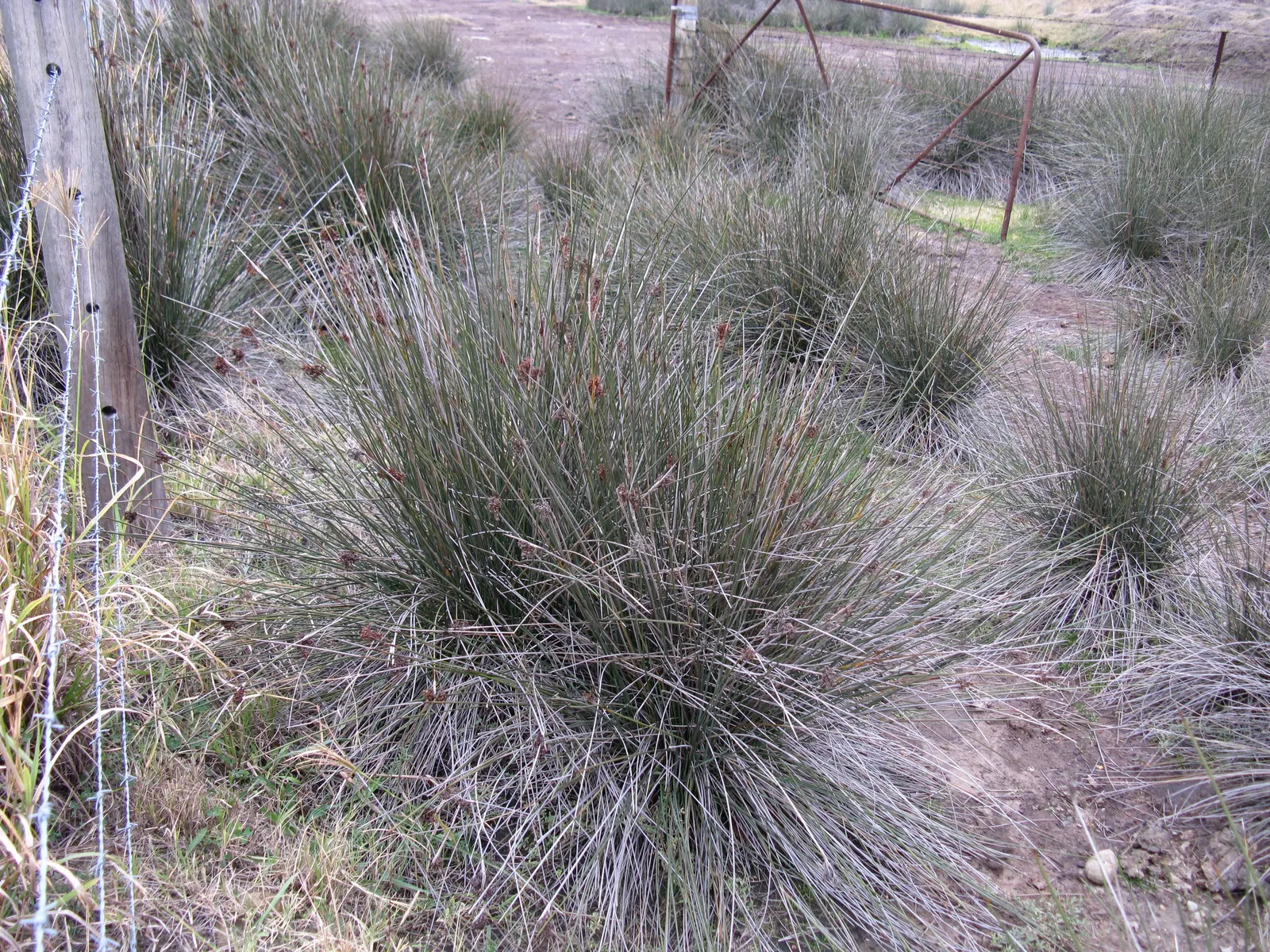 Spiny Rush (Juncus Acutus) — providing habitat for wildlife and erosion control with minimal maintenance