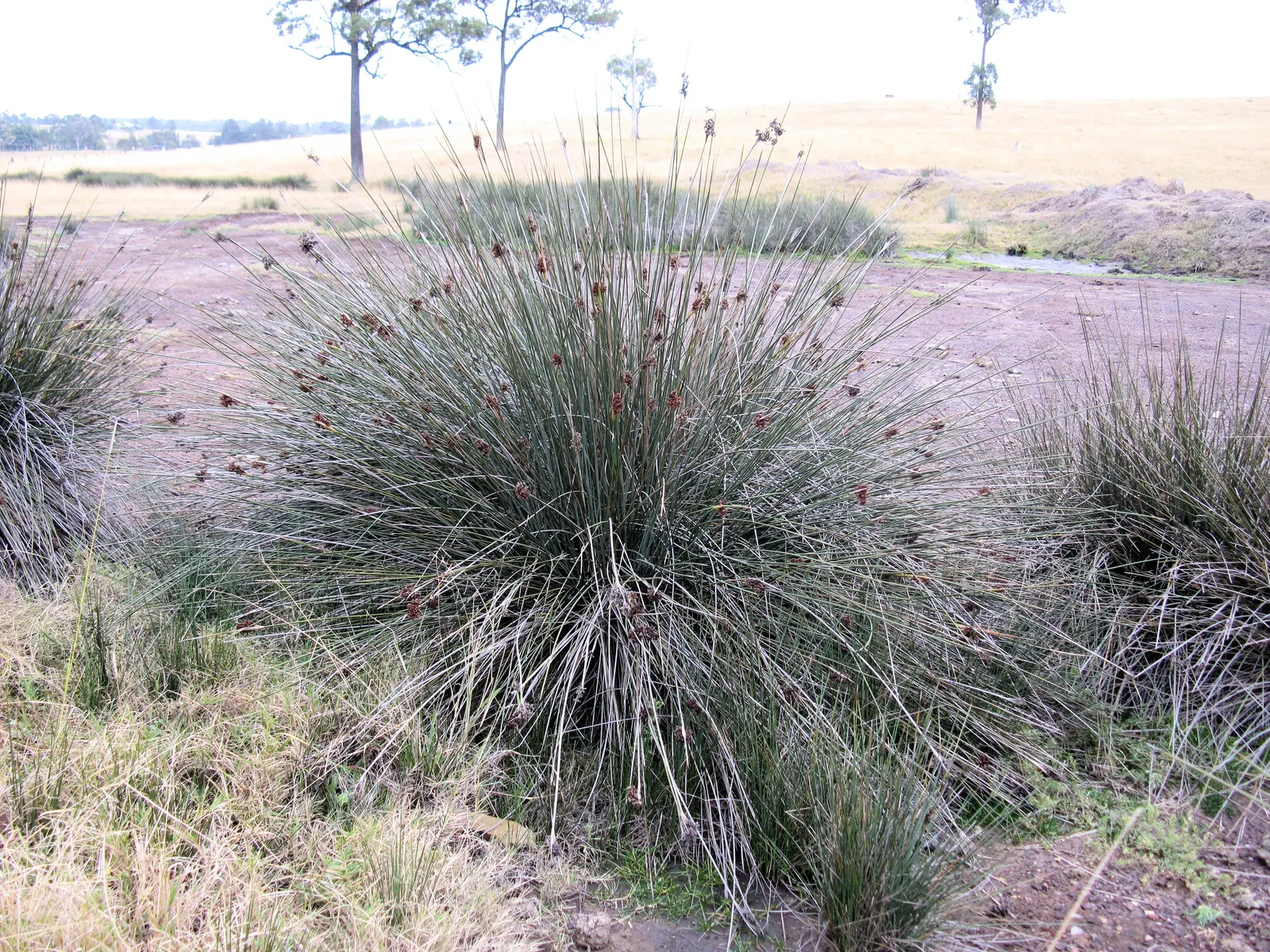 Spiny Rush (Juncus Acutus) — clumping growth habit reaching 2-3 feet tall and wide