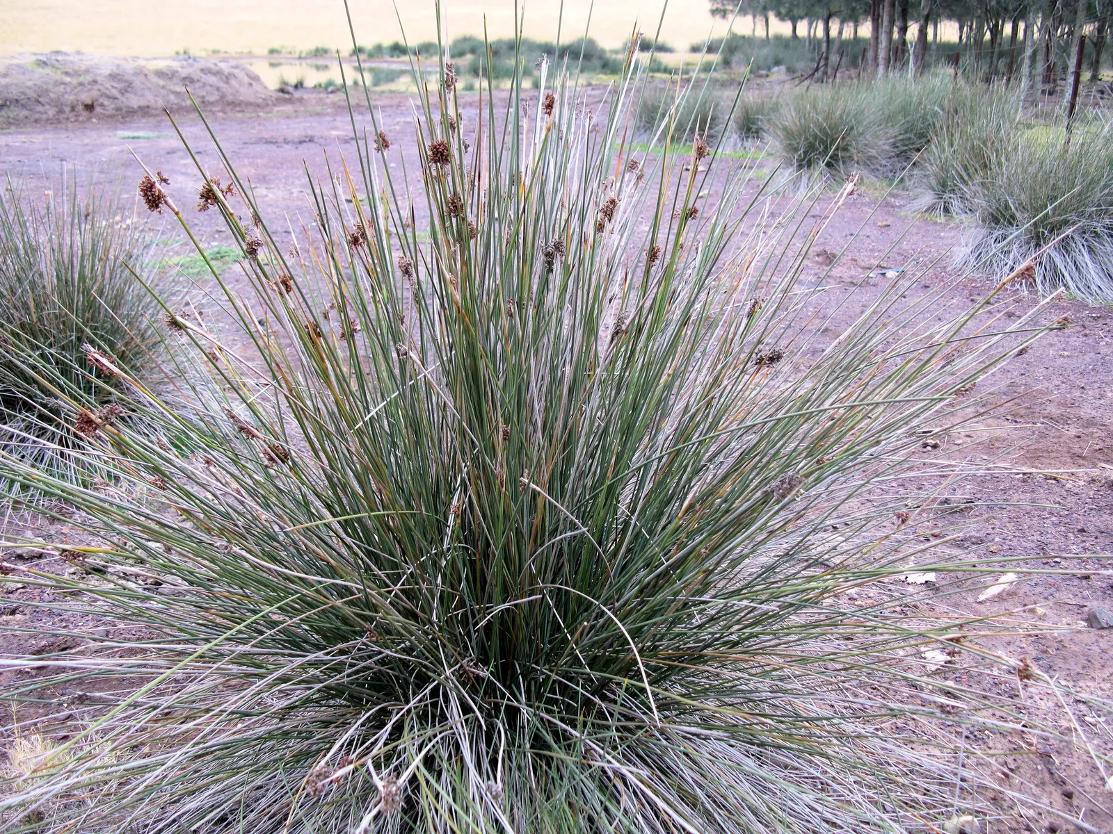 Spiny Rush (Juncus Acutus) — is a robust perennial plant that adds a unique texture to the landscape with its distinctive