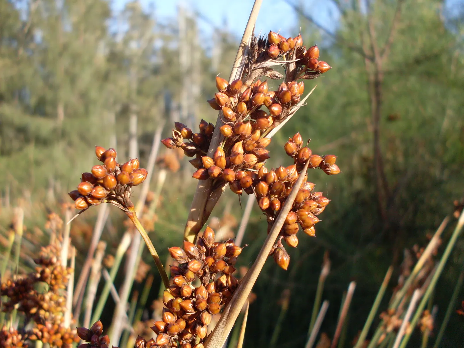 Spiny Rush (Juncus Acutus) — with an approximate spread of 1 to 2 feet