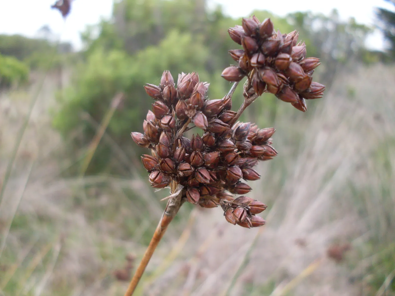 Spiny Rush (Juncus Acutus) — dark green stems are a highlight