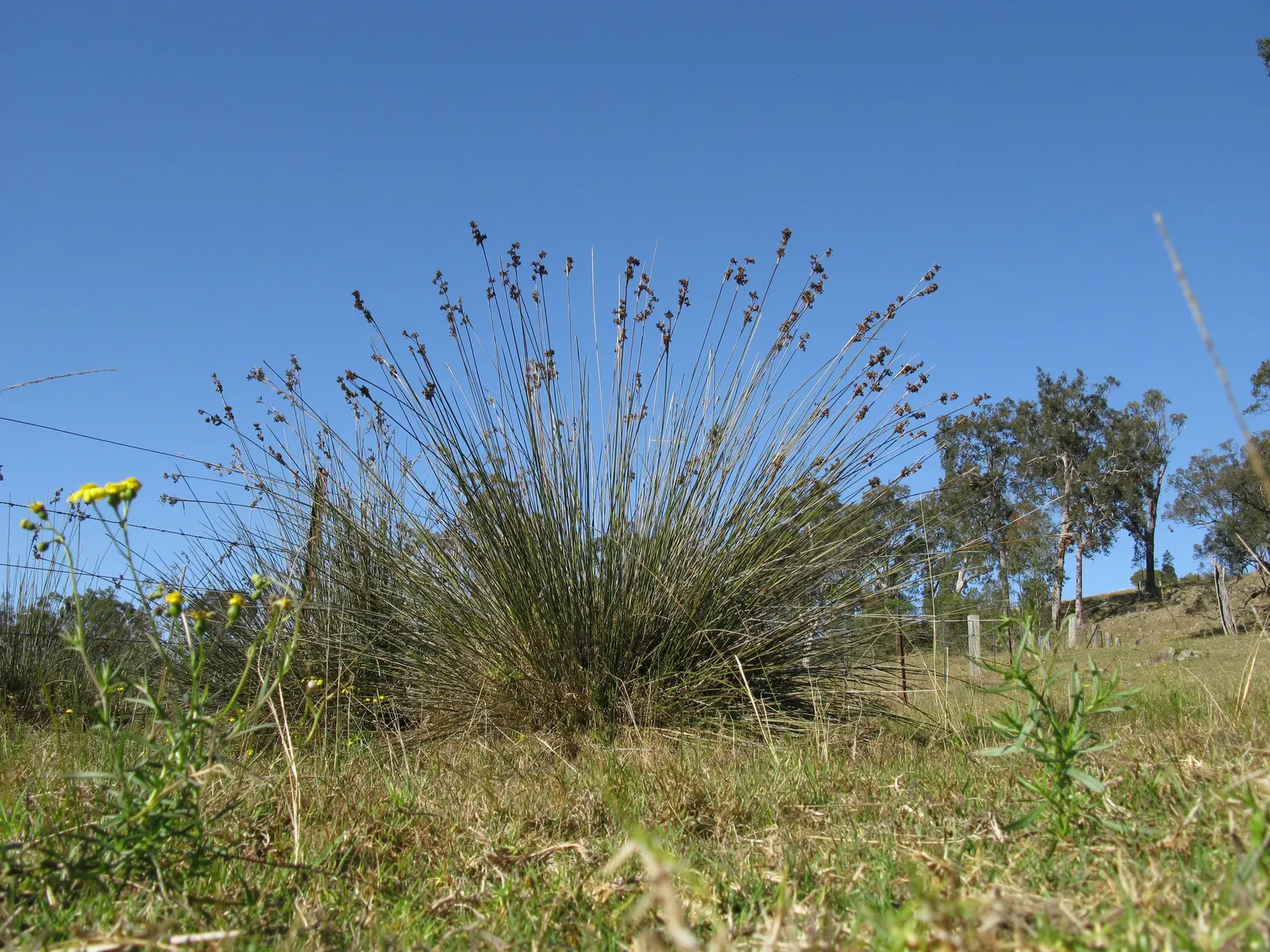 Spiny Rush (Juncus Acutus) — Botanical Name: Juncus acutus<br>Common Name: Spiny Rush<br><br>Description:<br>Juncus acutus