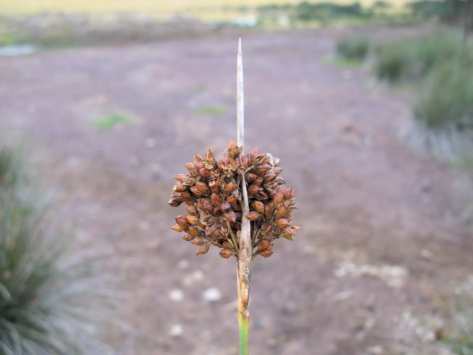Spiny Rush (Juncus Acutus) — This hardy rush can reach a height of 1 to 3 feet