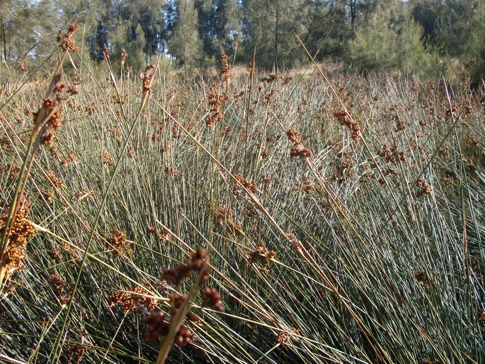 Spiny Rush (Juncus Acutus) — or alongside ponds and streams