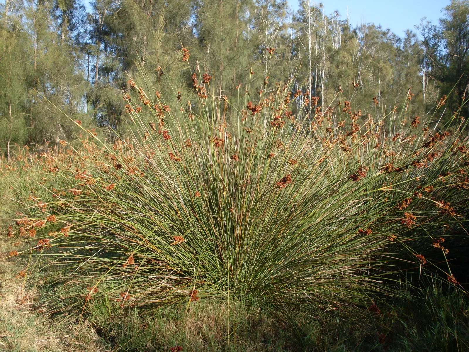 Spiny Rush (Juncus Acutus) — naturalized wetland areas