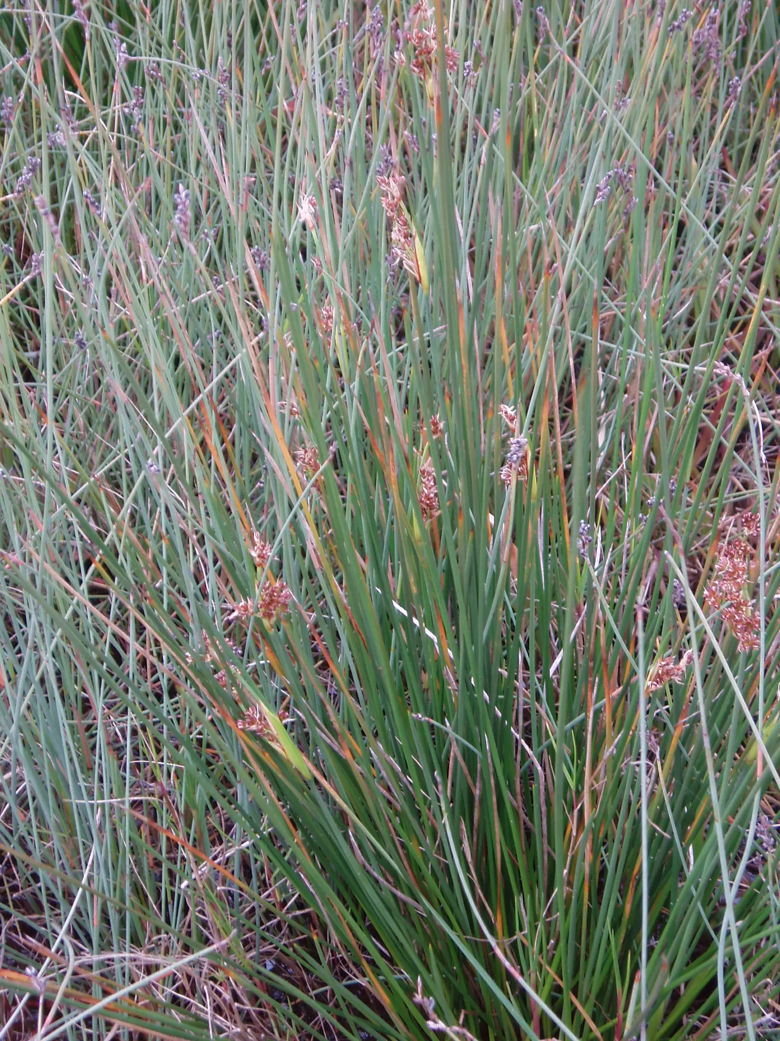 Spiny Rush (Juncus Acutus) — making it an excellent choice for water gardens