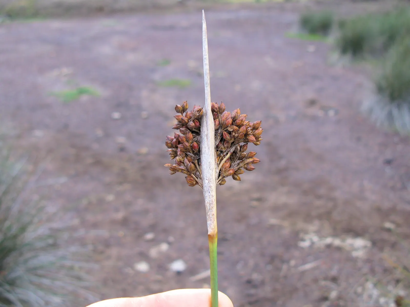 Spiny Rush (Juncus Acutus) — this rush thrives in full sun to part shade and prefers moist to wet soils