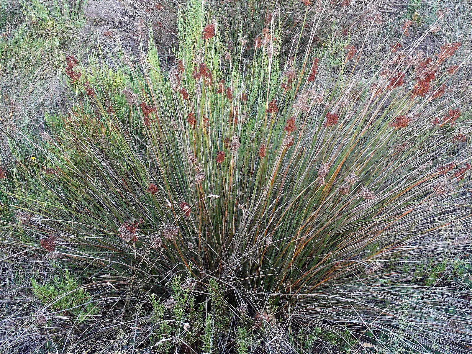 Spiny Rush (Juncus Acutus) — Spiny Rush (Juncus acutus) is a robust