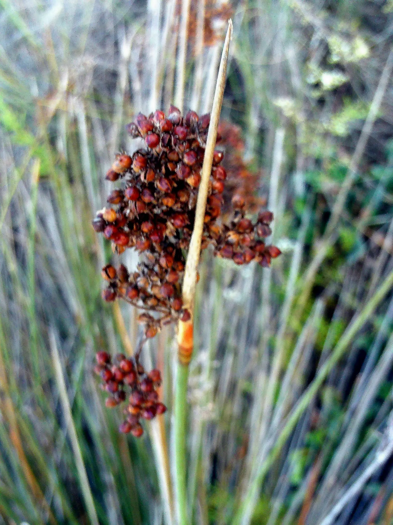Spiny Rush (Juncus Acutus) — evergreen perennial with an upright
