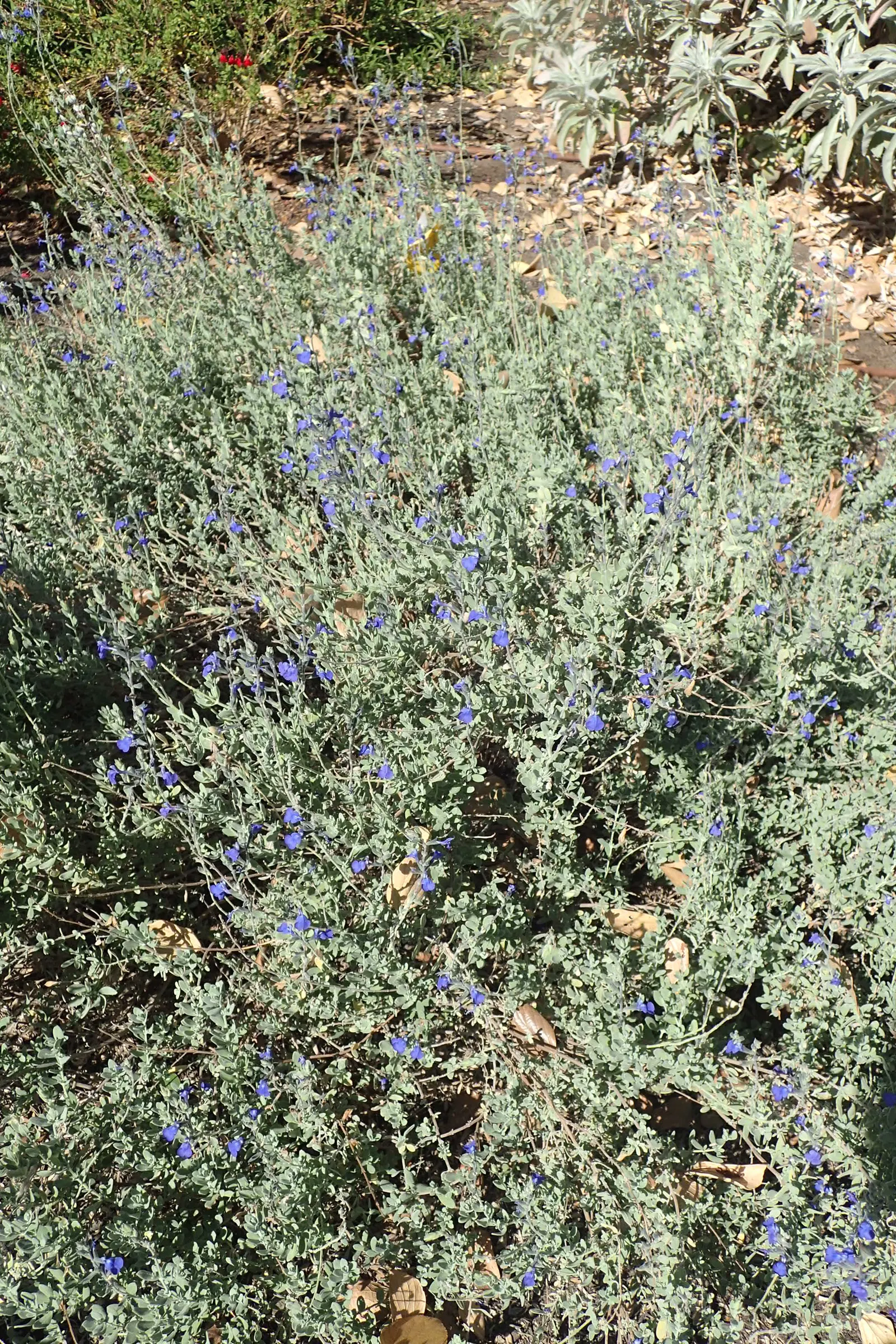 Germander Sage (Salvia Chamaedryoides) — it boasts an abundance of electric blue flowers that emerge from purplish calyxes