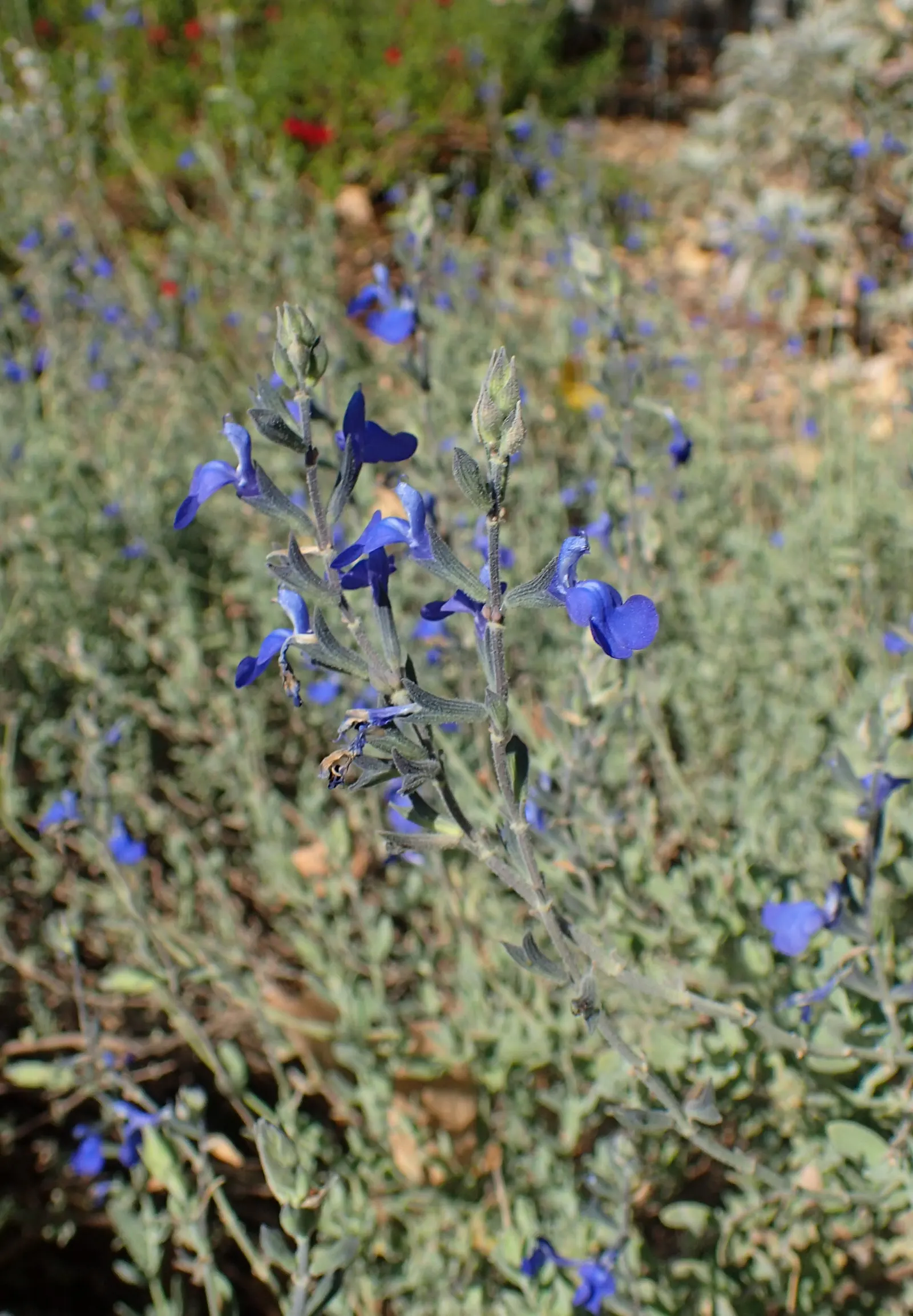 Germander Sage (Salvia Chamaedryoides) — favored for its silvery-gray foliage and vibrant blue flowers