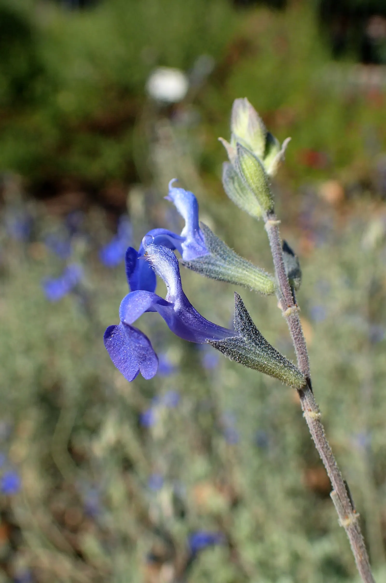 Germander Sage (Salvia Chamaedryoides) — It is remarkably low maintenance