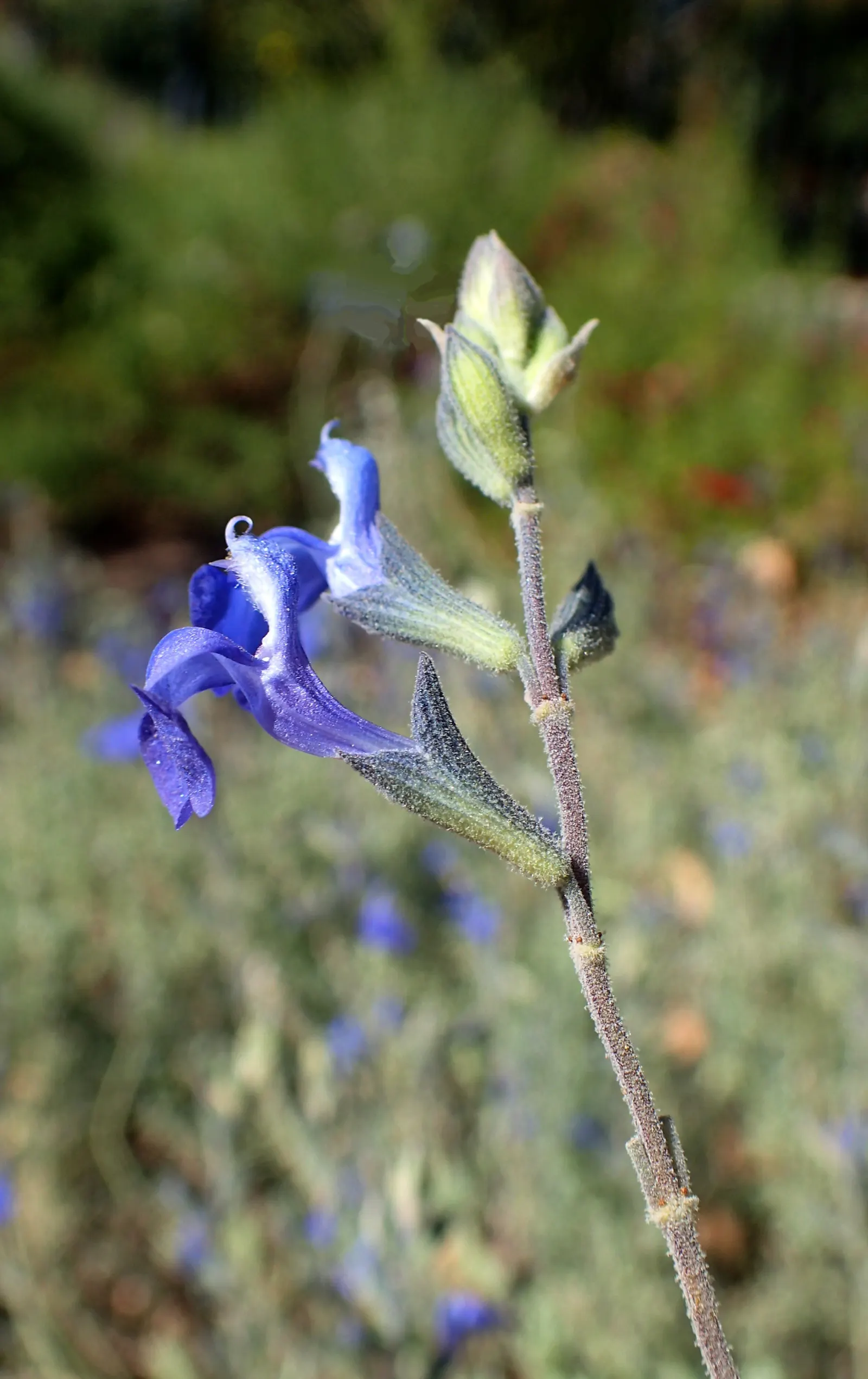 Germander Sage (Salvia Chamaedryoides) — attracting a symphony of pollinators such as bees