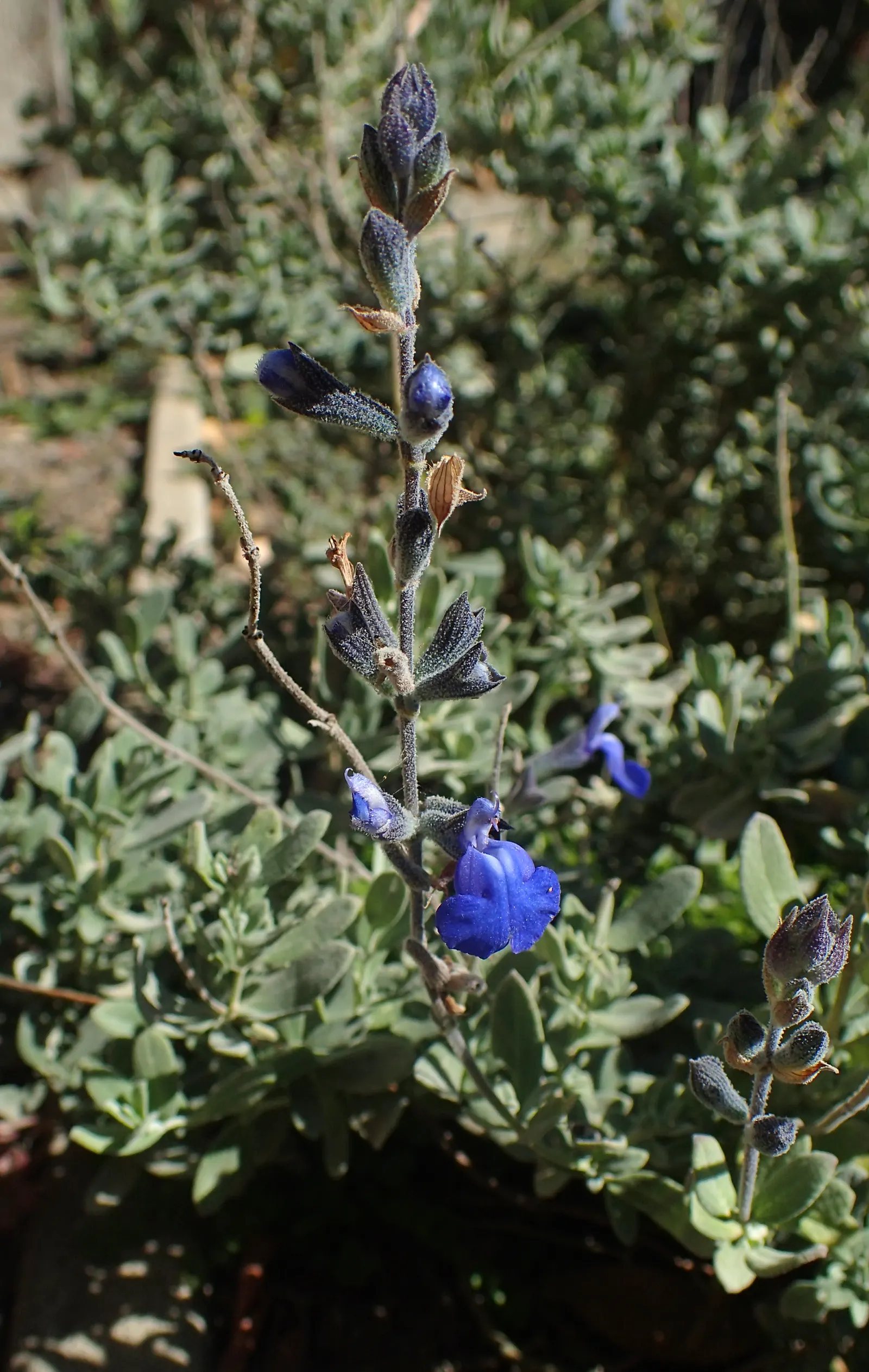 Germander Sage (Salvia Chamaedryoides) — Each blossom spans roughly 0.5 to 0.75 inches in length