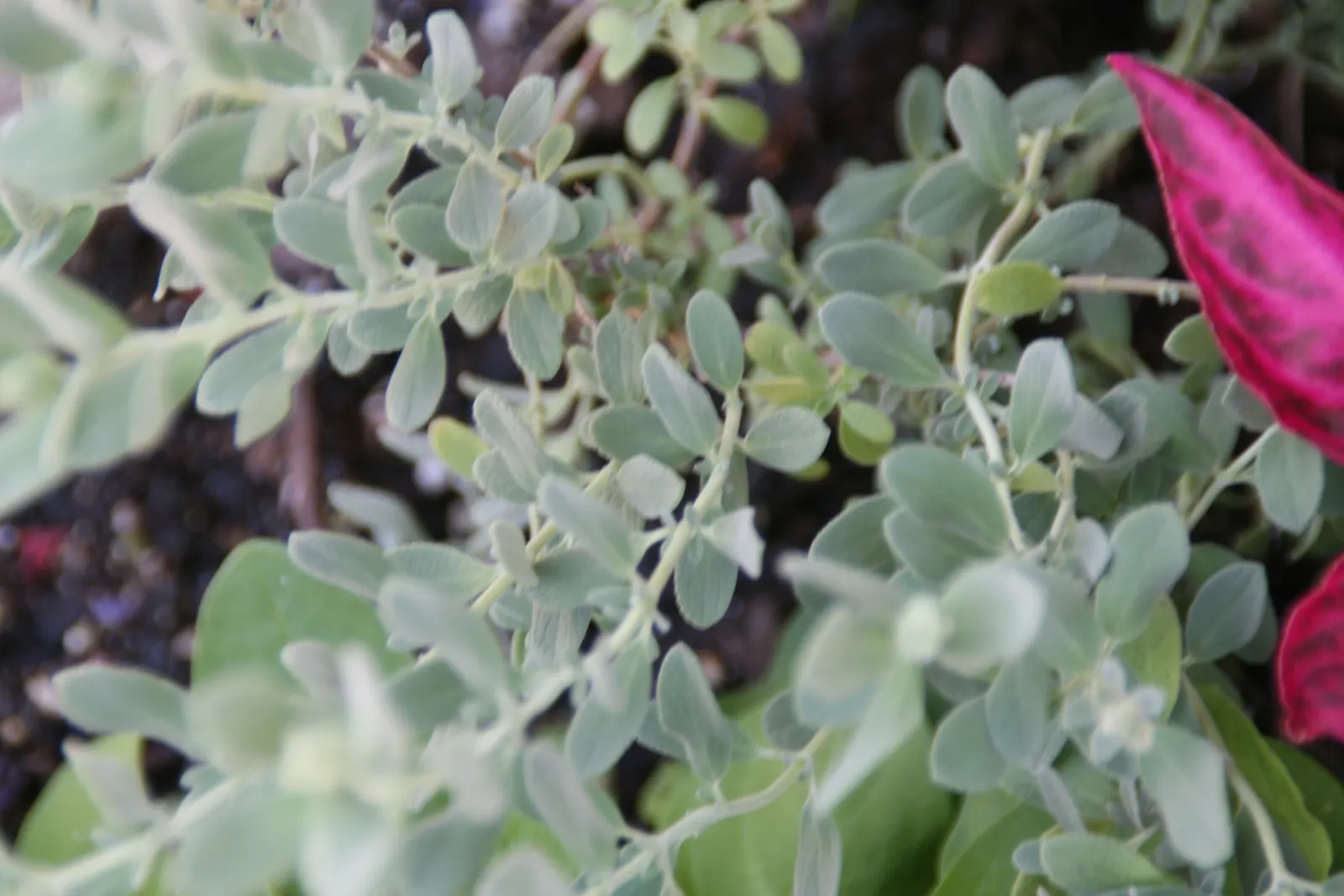 Germander Sage (Salvia Chamaedryoides) — Germander Sage (Salvia chamaedryoides) is a low-growing perennial; drought-resistant once established, it requires