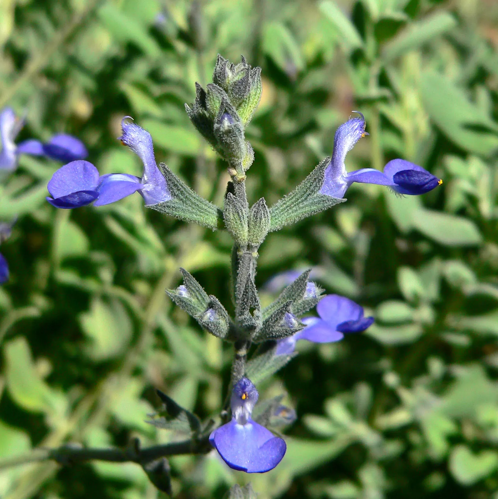 Germander Sage (Salvia Chamaedryoides) — Furthermore, this aromatic herb is deer-resistant, adding an extra layer of practicality to your garden