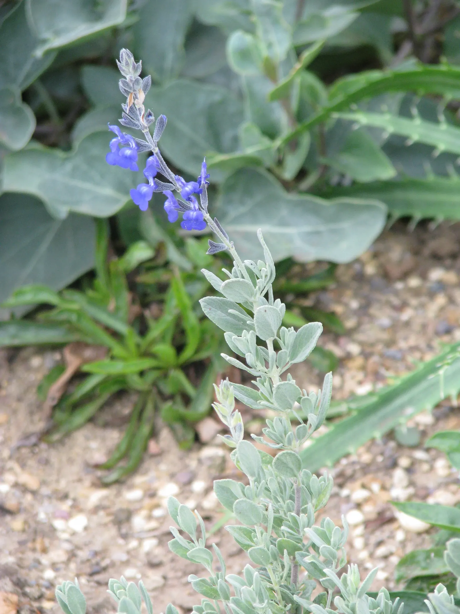 Germander Sage (Salvia Chamaedryoides) — is a captivating perennial