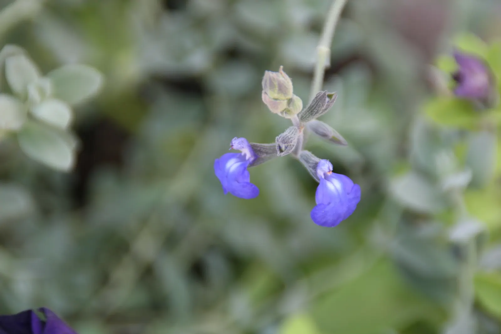 Germander Sage (Salvia Chamaedryoides) — favored for its silvery-gray foliage and vibrant blue flowers; the Germander Sage adds a vibrant splash of color to