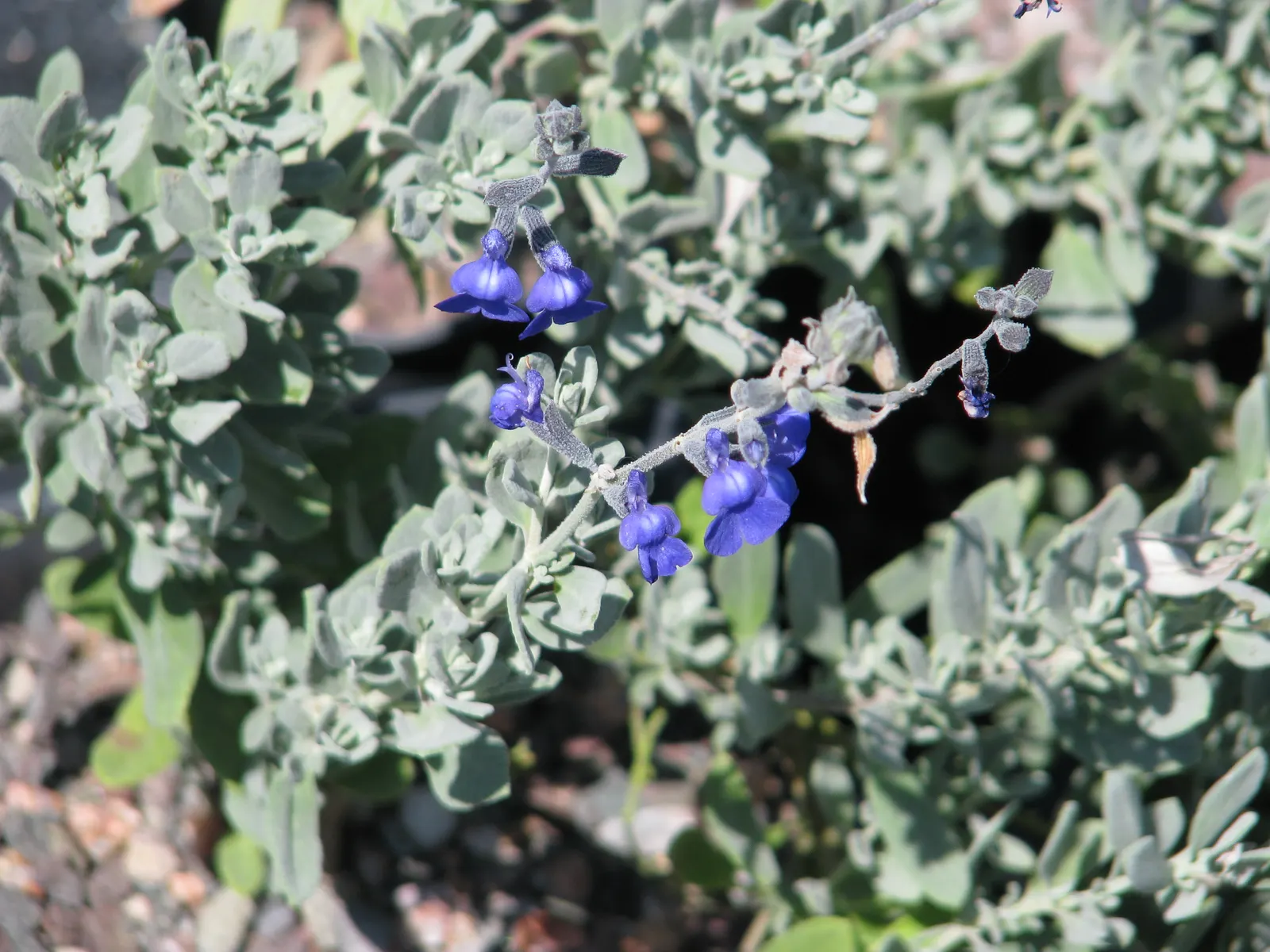 Germander Sage (Salvia Chamaedryoides) — the Germander Sage adds a vibrant splash of color to any landscape