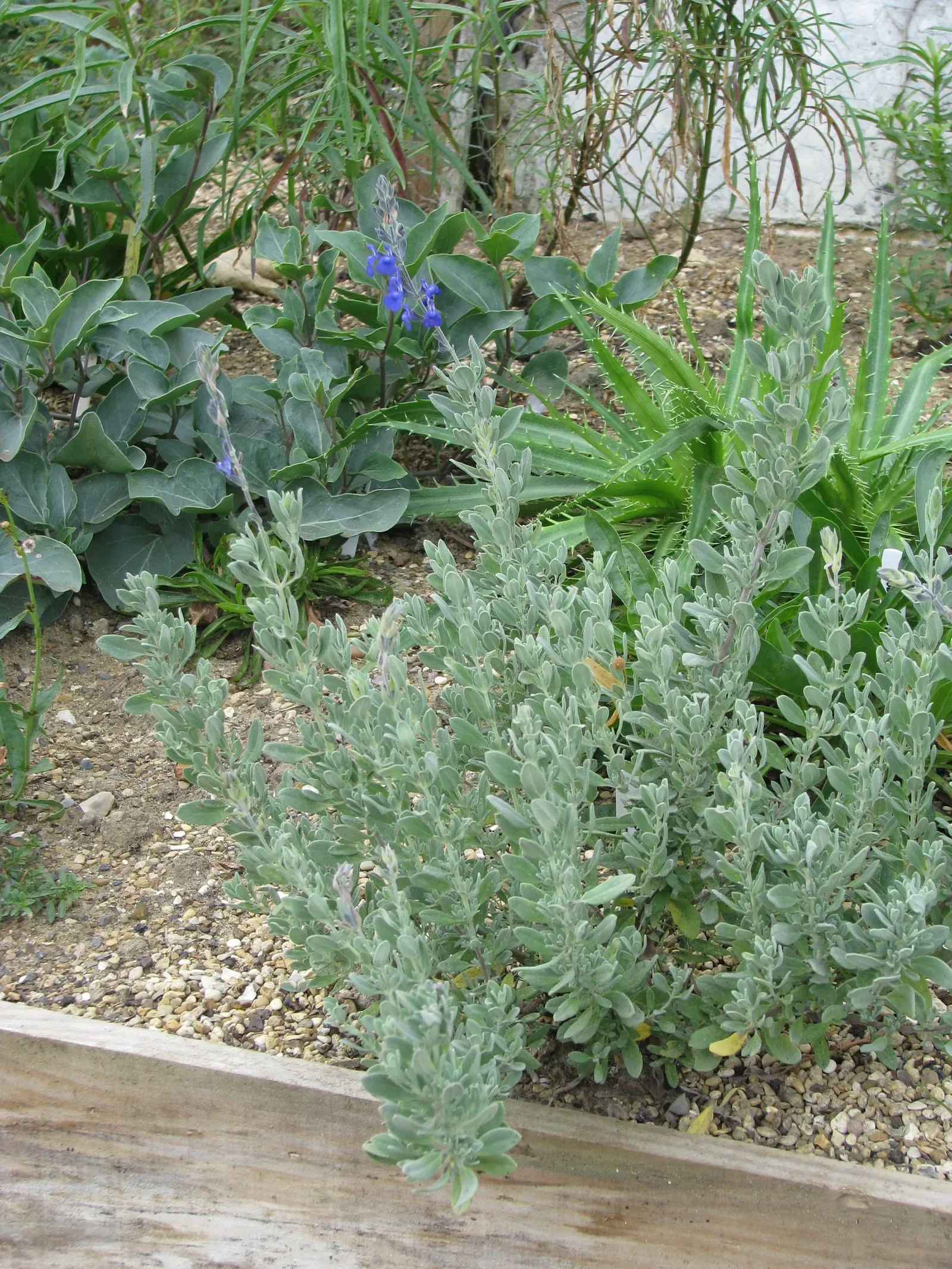 Germander Sage (Salvia Chamaedryoides) — Its compact form makes it ideal for borders and rock gardens