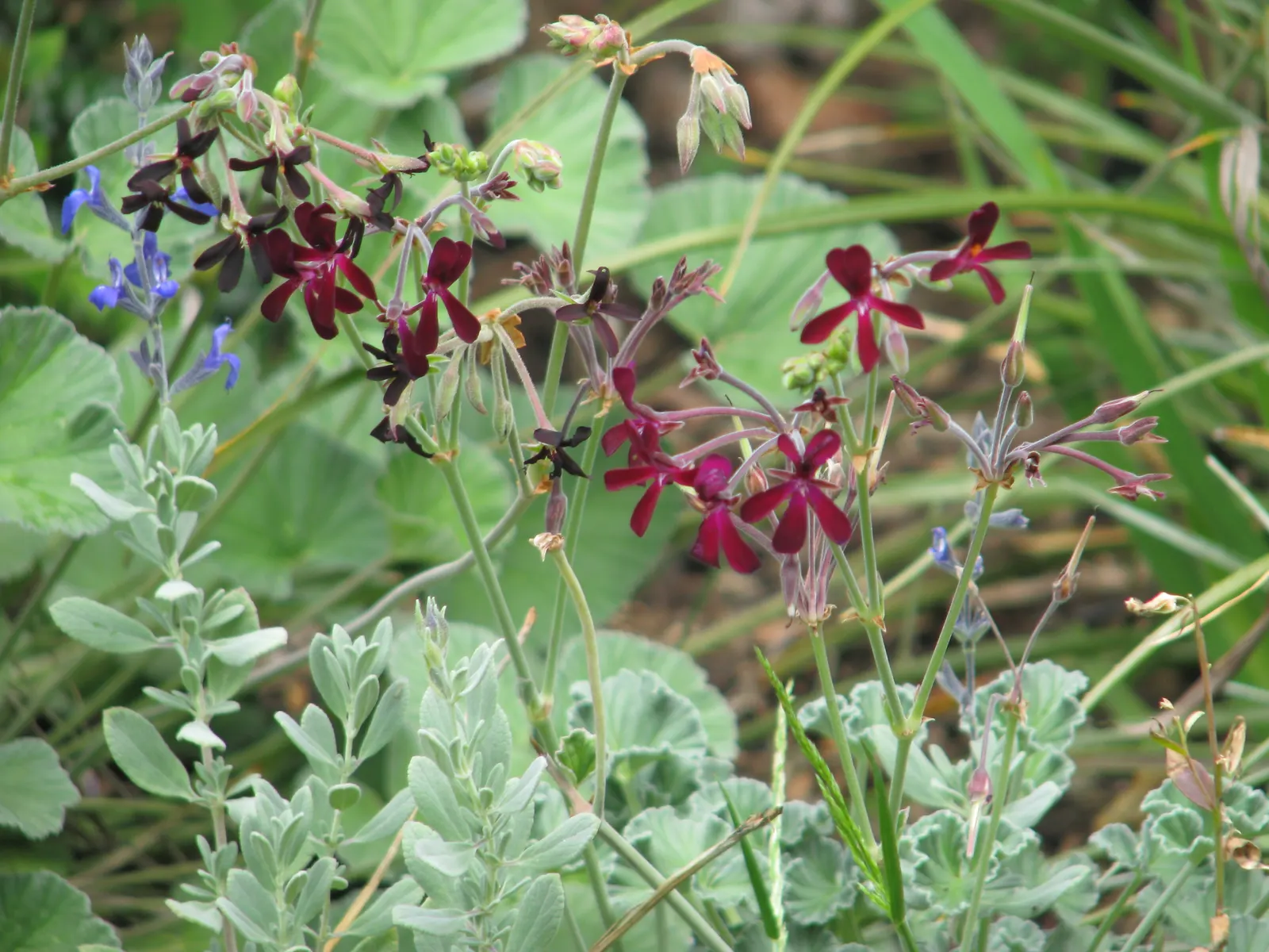 Germander Sage (Salvia Chamaedryoides) — Drought-resistant once established, it requires well-draining soil