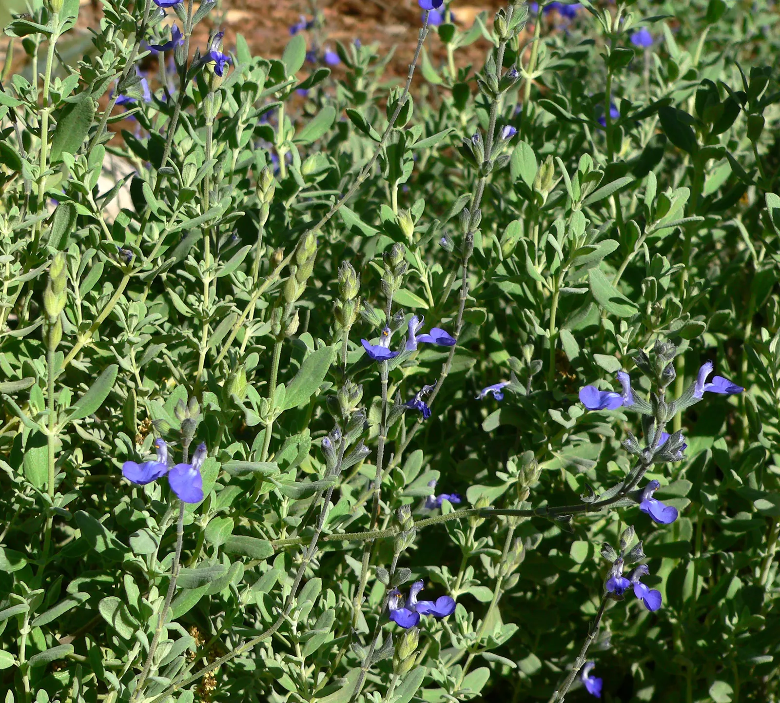 Germander Sage (Salvia Chamaedryoides) — native to the high altitudes of Mexico