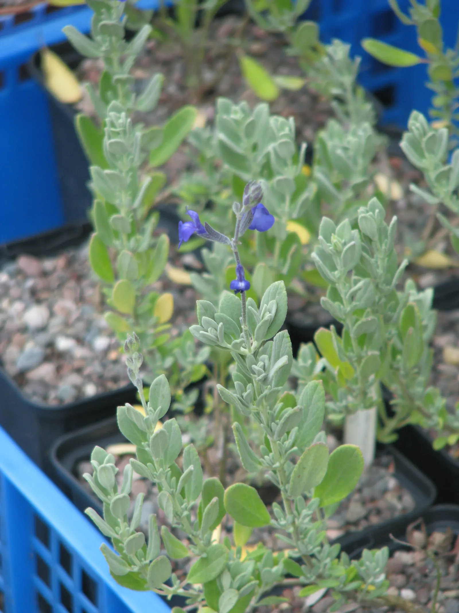 Germander Sage (Salvia Chamaedryoides) — With an overall compact size