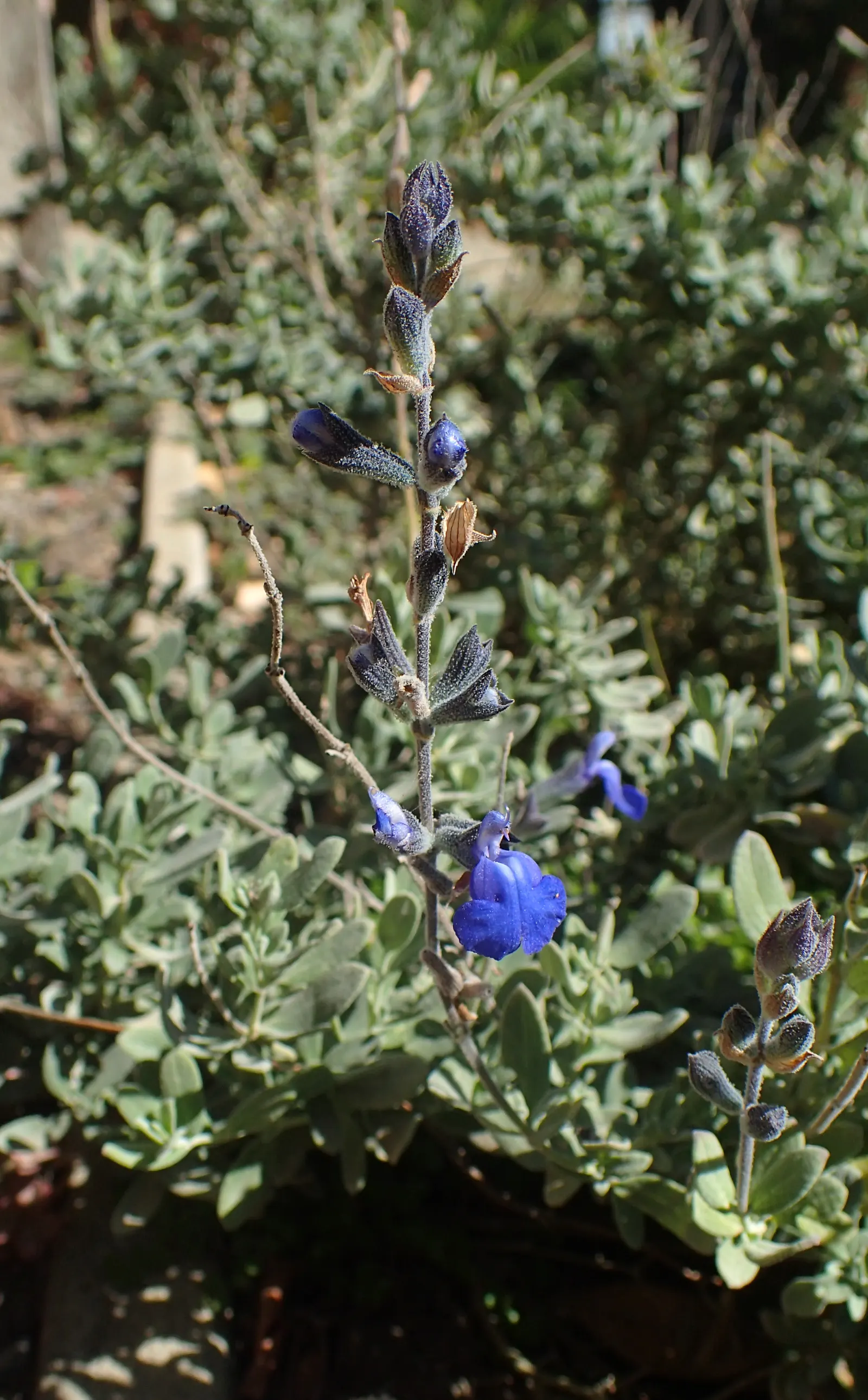 Germander Sage (Salvia Chamaedryoides) — plant this sage in well-drained soil with a neutral to slightly alkaline pH